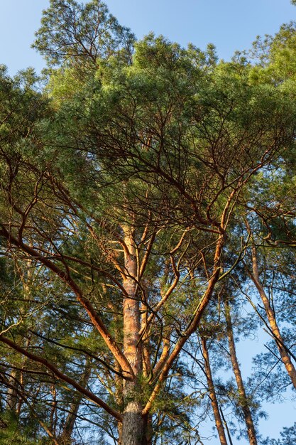 Majestueuze groene kroon van een dennenboom Schoonheid en grootsheid van de natuur