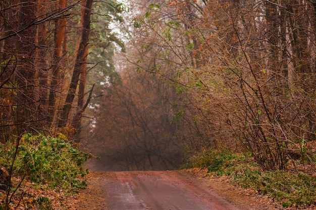 Majestueuze herfst landelijke landschapsmanier Vallende bladeren op herfstbos