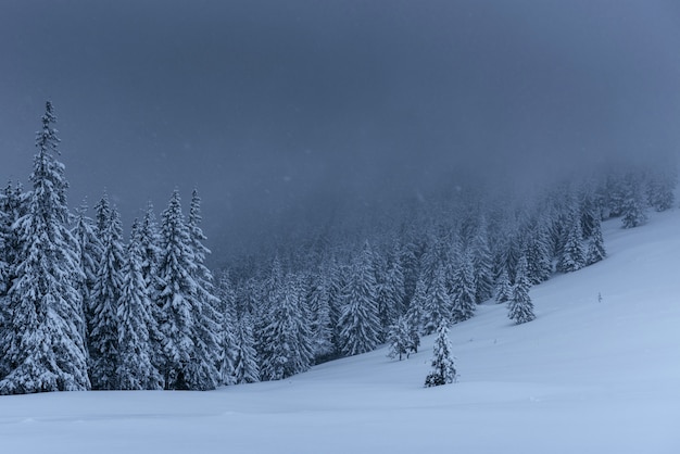 Majestueuze winterlandschap, dennenbos met bomen bedekt met sneeuw. Een dramatische scène met lage zwarte wolken, een kalmte voor de storm