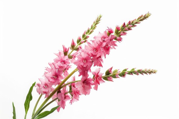 Majesty of Snapdragon Flowers On White Background