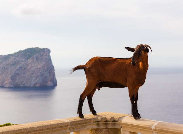 Majorca goat in Formentor Cape Lighthouse