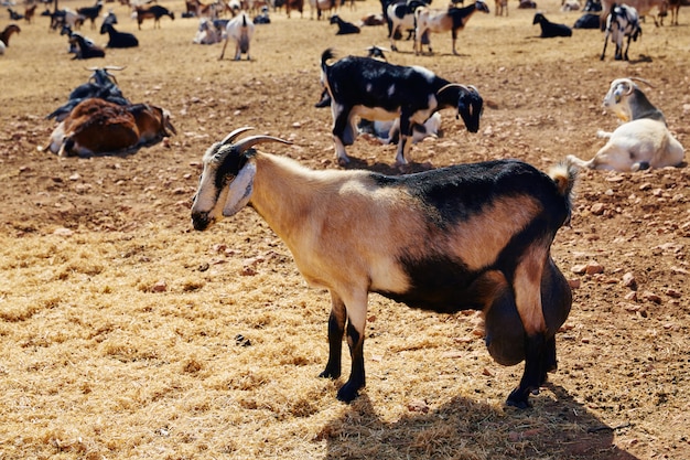 Majorera geit voor kaas fuerteventura