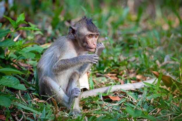 Makaak close-up in zijn natuurlijke habitat Apen uit Zuidoost-Azië Gefilmd in Cambodja