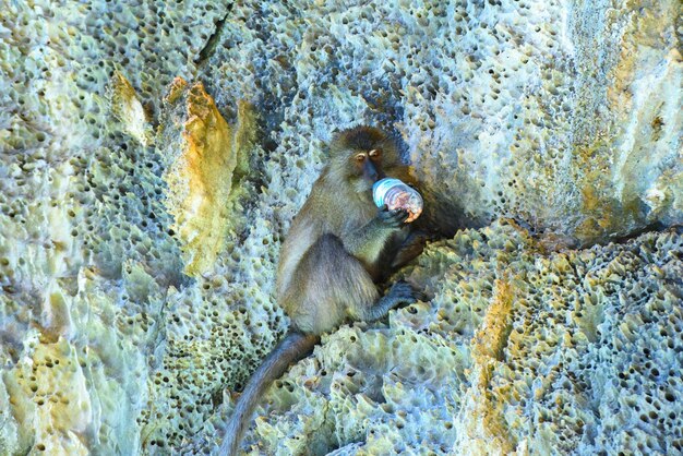 Makaak eet Monkey beach Phi Phi Don eiland Andamanse zee