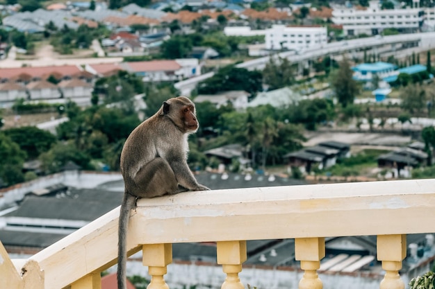 Makaak op de straat van de stad Thailand