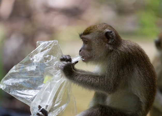 Makaakaap die met lange staart plastic zak in het nationale park van Bako in Borneo, Maleisië eten