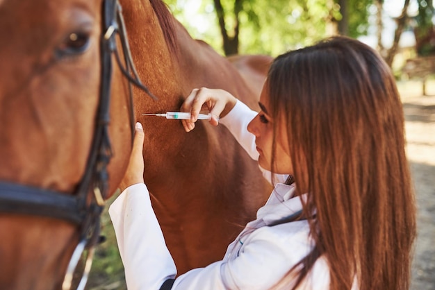 注射をします。昼間に農場で屋外で馬を調べる女性獣医。