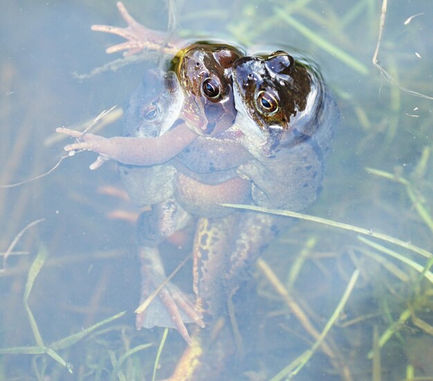 写真 恋をする - カエル