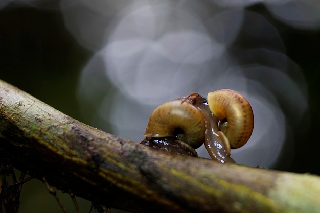 バブルぼかしの背景を持つ木の枝にカタツムリを愛する