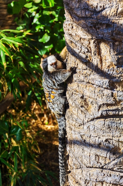 Foto maki met een gestreepte staart klimt in de stam van palmbomen