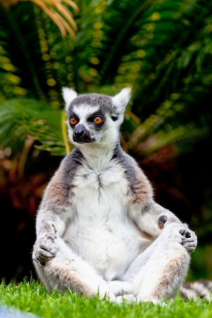 Foto maki van ringvormige staart, lemur catta