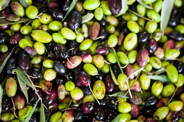 Making of Olive Oil