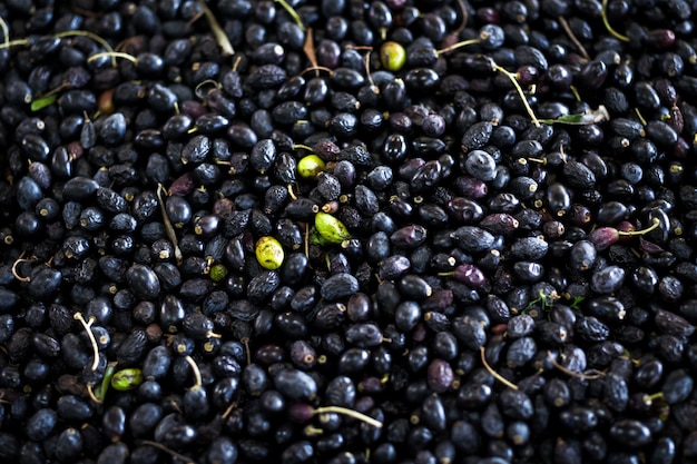 Making of Olive Oil