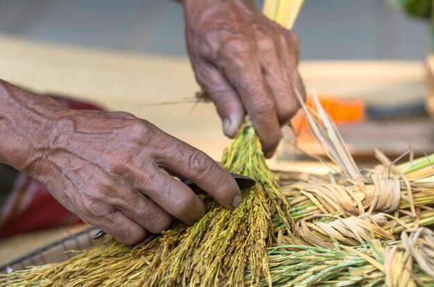 Making process of shredded rice grain, traditional thai food