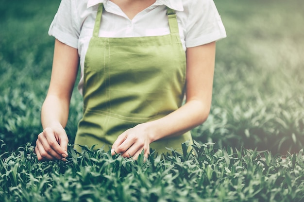 世界を緑にする。温室に立っている間植物の世話をしているエプロンの女性のトリミングされた画像