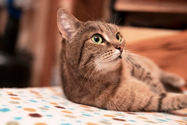 Makreel tabby beige kat met groene ogen ontspant op de bank