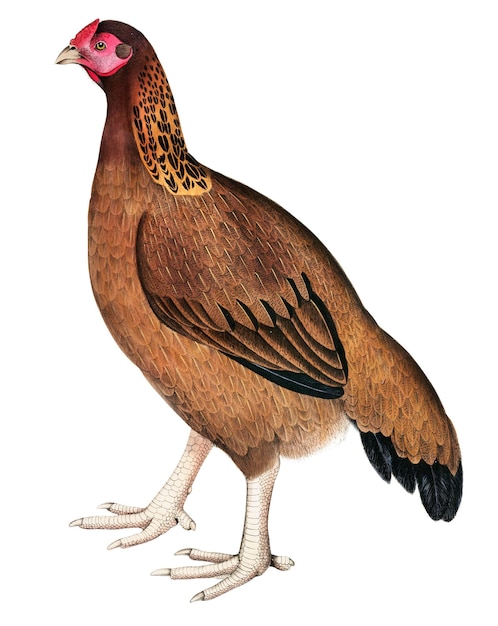 말라바르  png 스티커 투명한 배경에 빈티지 새