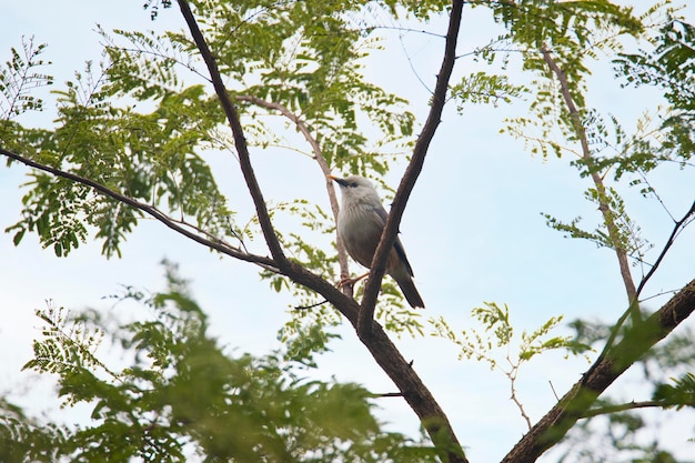 Foto malabar spreeuwvogel zat in een boomtak