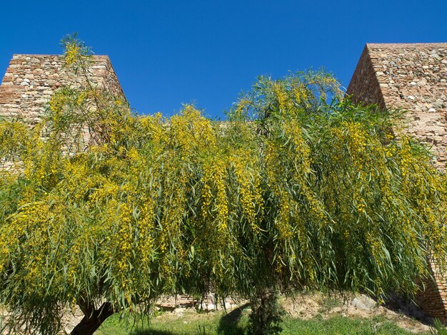 Foto il castello di malaga