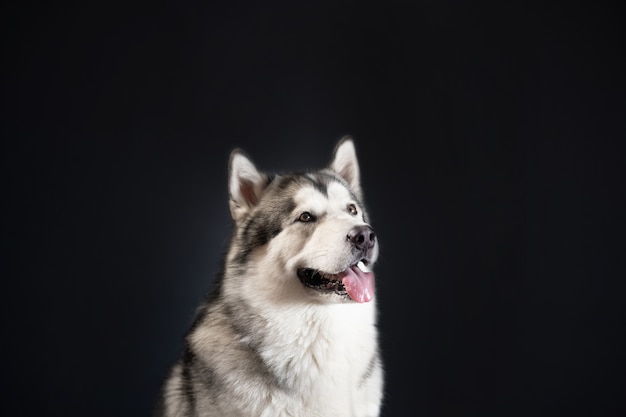 黒い背景にマラミュート犬