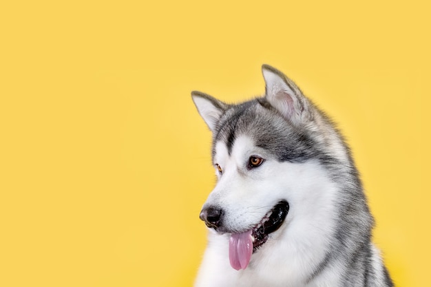 Foto cane malamute su sfondo giallo