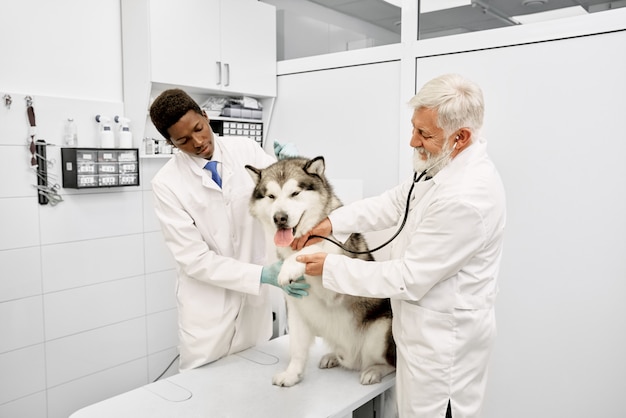 Malamute geeft poot aan dierenarts tijdens onderzoek.