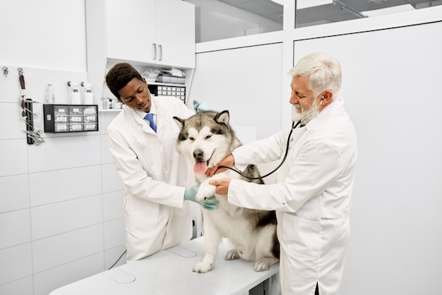 Malamute giving paw to veterinarian while on examination.