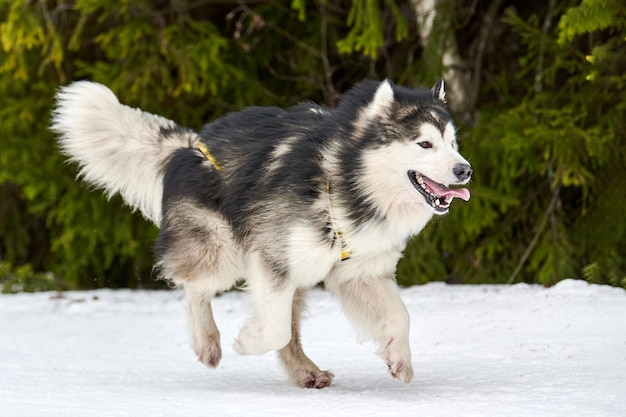 Malamute hond die in de sneeuw loopt