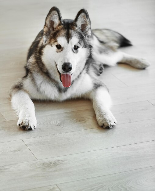 写真 明るい床の背景にマラミュートの子犬