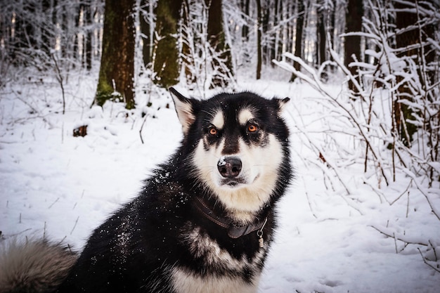 Malamute van alaska in de winterbos