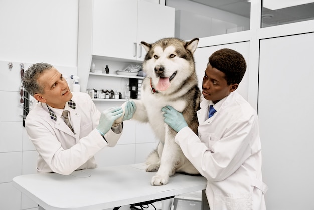 Malamute zitten in Alaska, poot geven aan dierenartsen.