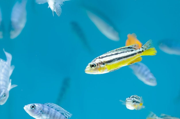 Photo malawi cichlids,tropical fish in aquarium