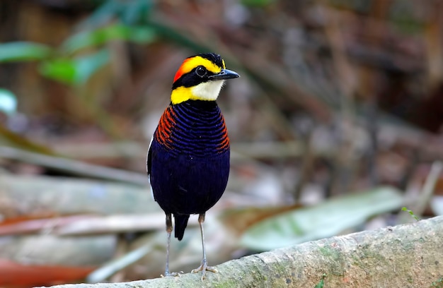 Malayan Banded Pitta Pitta guajana Красивые мужские птицы Таиланда