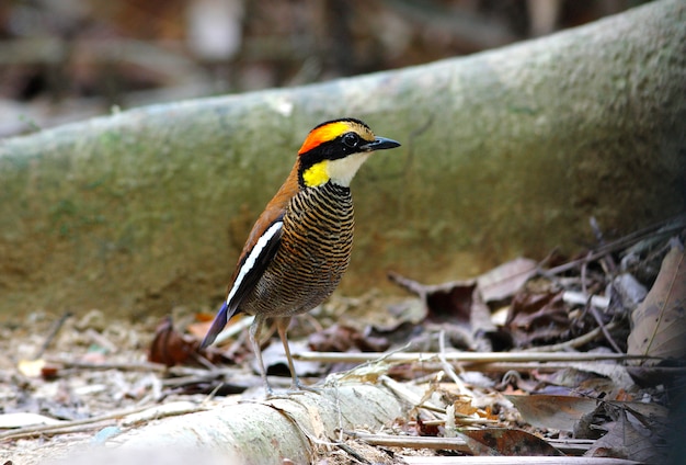 マレーの縞模様のピッタPitta irenaタイの美しい男性の鳥