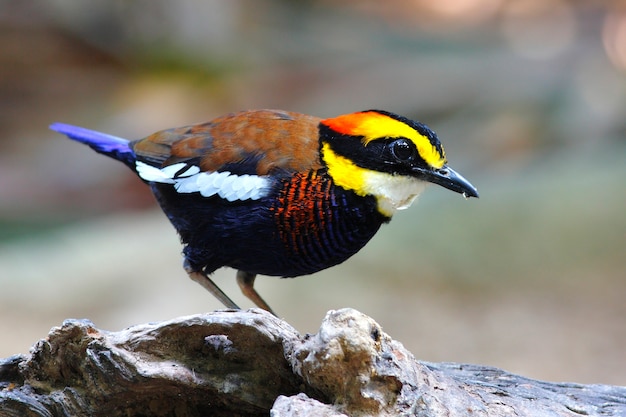 Malayan Banded Pitta Pitta irena 태국의 아름다운 새들