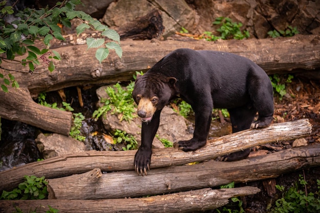 Malayan bear in the nature habitat. beautiful smaller kind of\
bears in zoo. rare animal in captivity. helarctos malayanus.