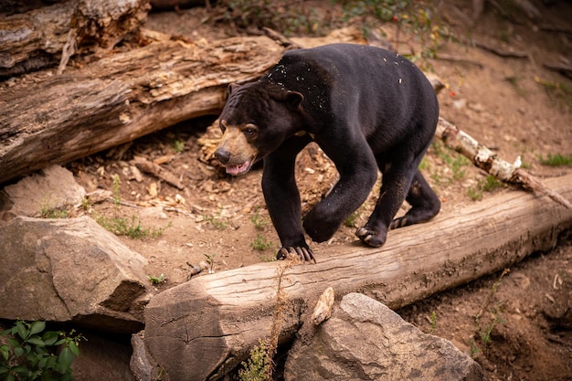 Orso malese nell'habitat naturale. bellissimo tipo di orsi più piccoli nello zoo. animale raro in cattività. helarctos malayanus.