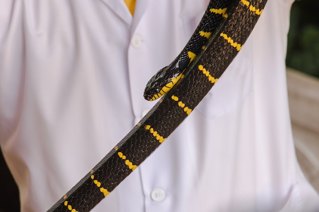 Photo malayan krait is on a man's hand. a snake with black and white stripes along the body length.