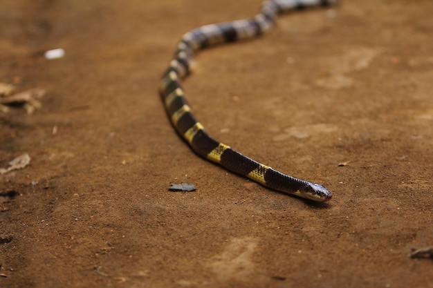 Photo malayan krait snake or blue krait is a highly venomous species of snake