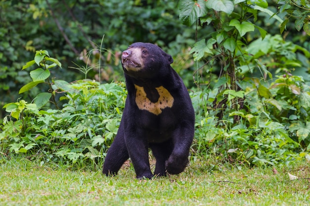 Photo malayan sun bear, honey bear (ursus malayanus)