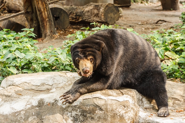 Foto orso malese del sole