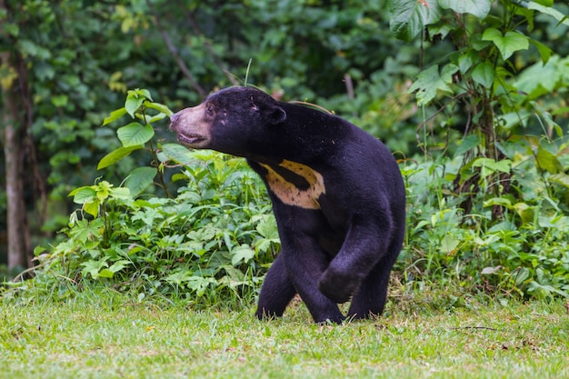 Photo malayan sun bear