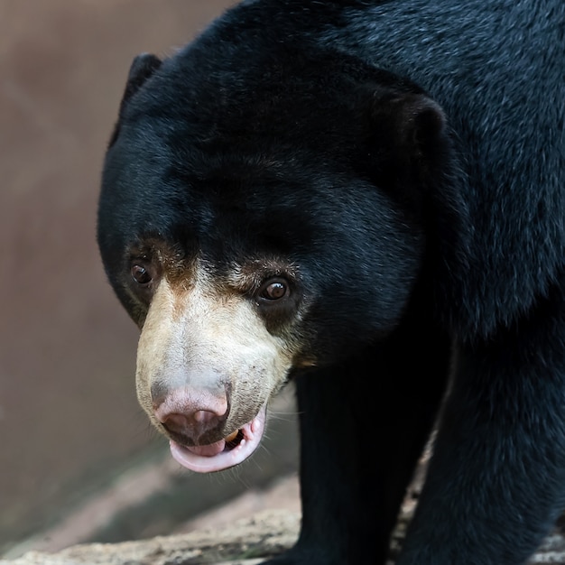 Photo malayan sun bear.