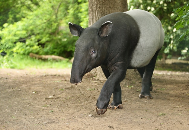 自然の生息地で赤ちゃんとマレーバク