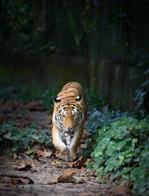 Malayan tiger taking a walk in the jungle