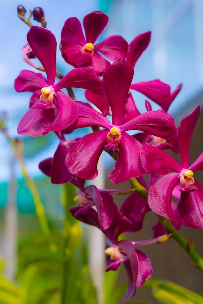 Giardino di orchidee malese del borneo