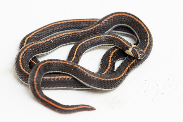 Malaysian Striped Coral Snake isolated on white background