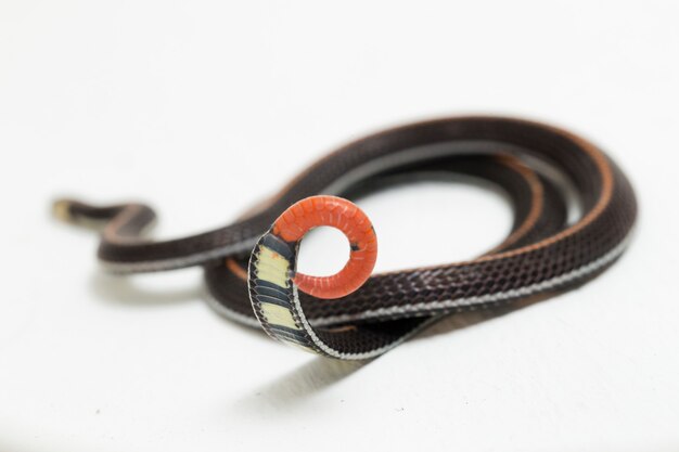 Malaysian Striped Coral Snake isolated on white background