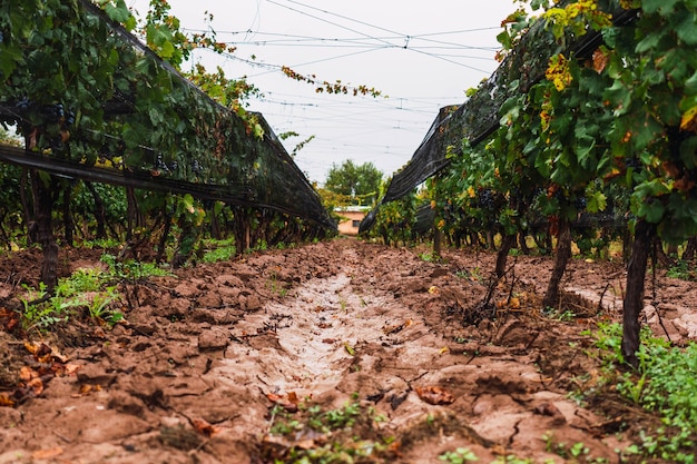 Foto malbec druivenplantage in de stad mendoza, argentinië. selectieve aandacht.