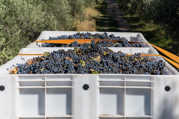 Malbec grape collection boxes in harvest